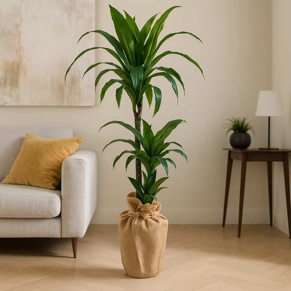دراسينا ذات الساقين الأنيقة بلف الجوت الصديق للبيئة