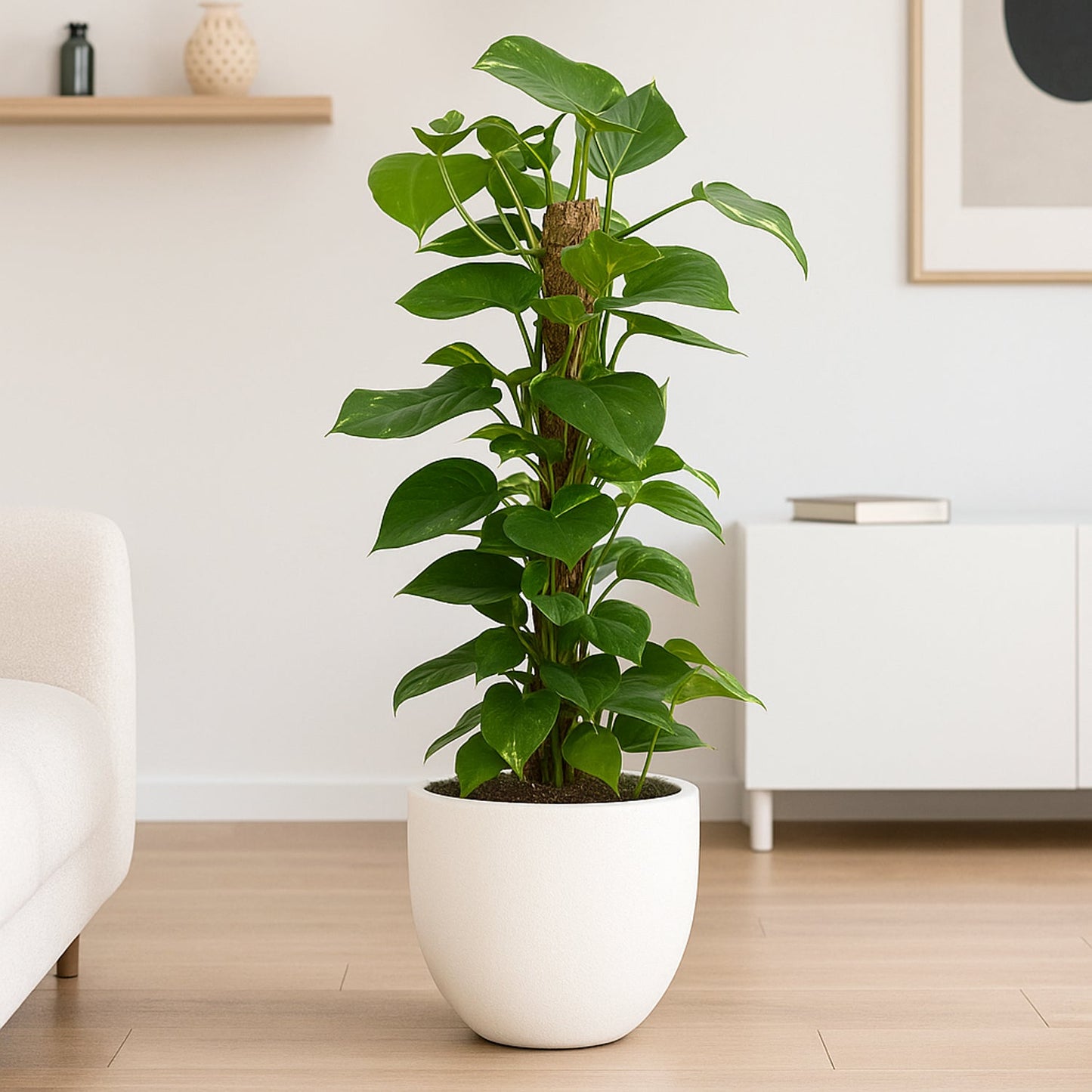 Elegant Upright Green Moss Pole Plant in White Cement Pot - Epipremnum Showcase