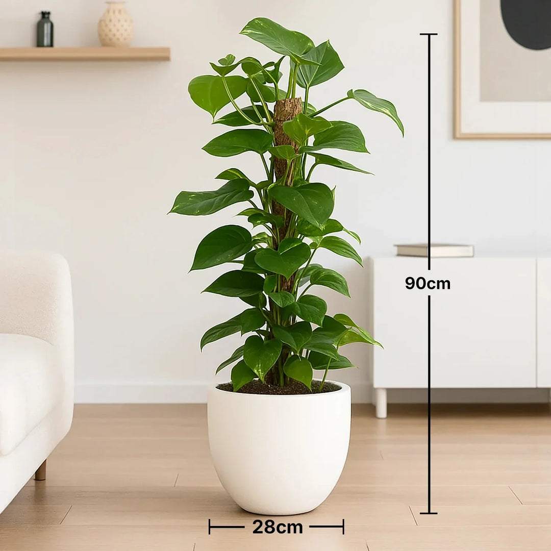 نبات المسك الأخضر القائم في وعاء سيراميك أبيض - عرض إببريمينوم أنيق