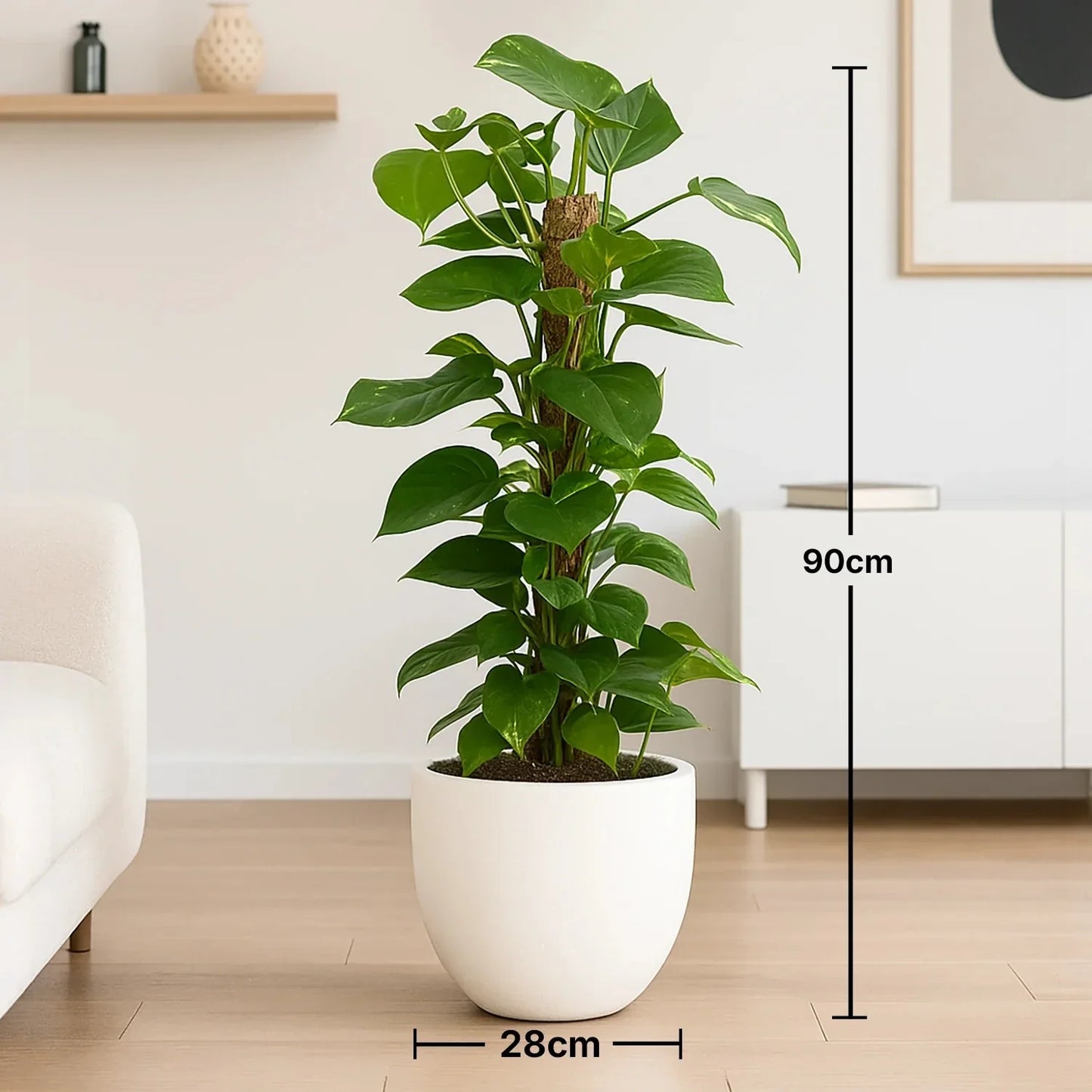 نبات المسك الأخضر القائم في وعاء سيراميك أبيض - عرض إببريمينوم أنيق