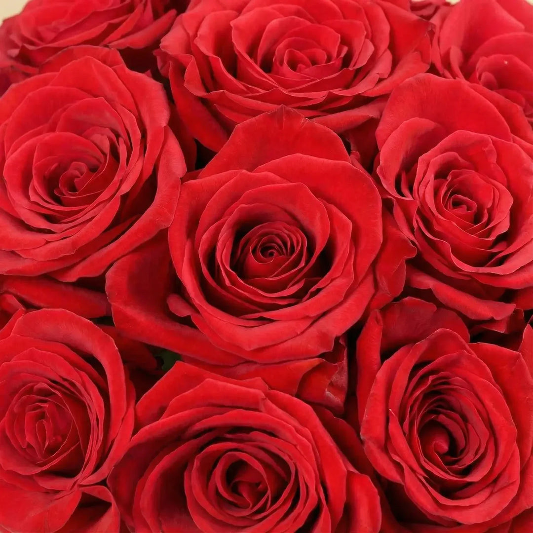 Romantic Red Roses in Heart-Printed Round Box for Valentine's Day