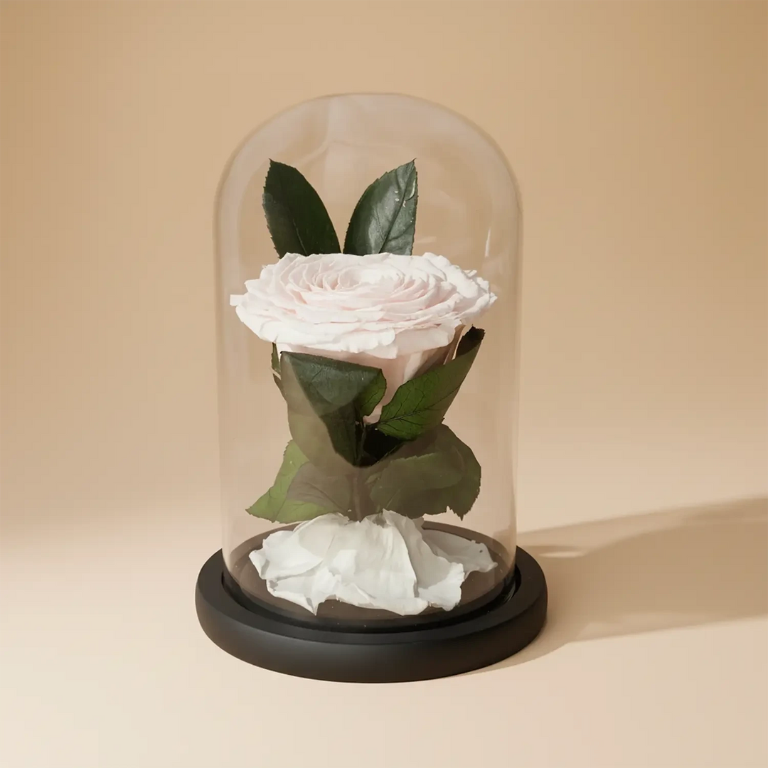 أناقة أبدية: وردة بيضاء محفوظة في قبة زجاجية