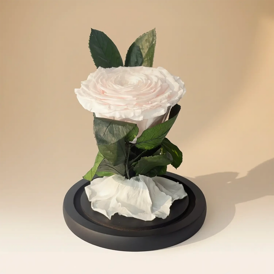 أناقة أبدية: وردة بيضاء محفوظة في قبة زجاجية