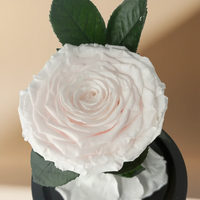 أناقة أبدية: وردة بيضاء محفوظة في قبة زجاجية