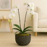 Elegant White Orchid in a Stylish Textured Black Pot