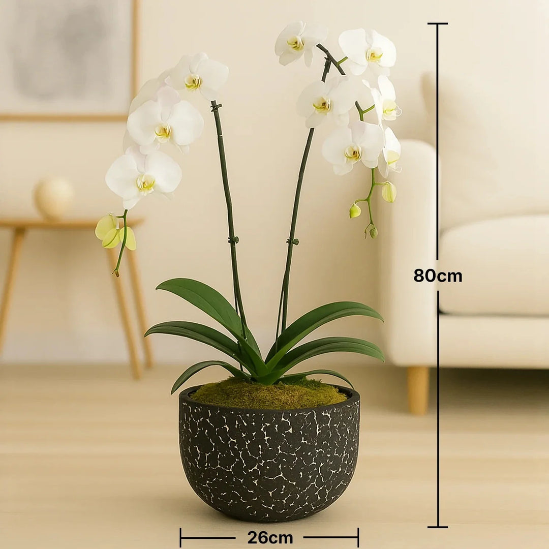 زهرة الأوركيد البيضاء الأنيقة في وعاء أسود مزخرف