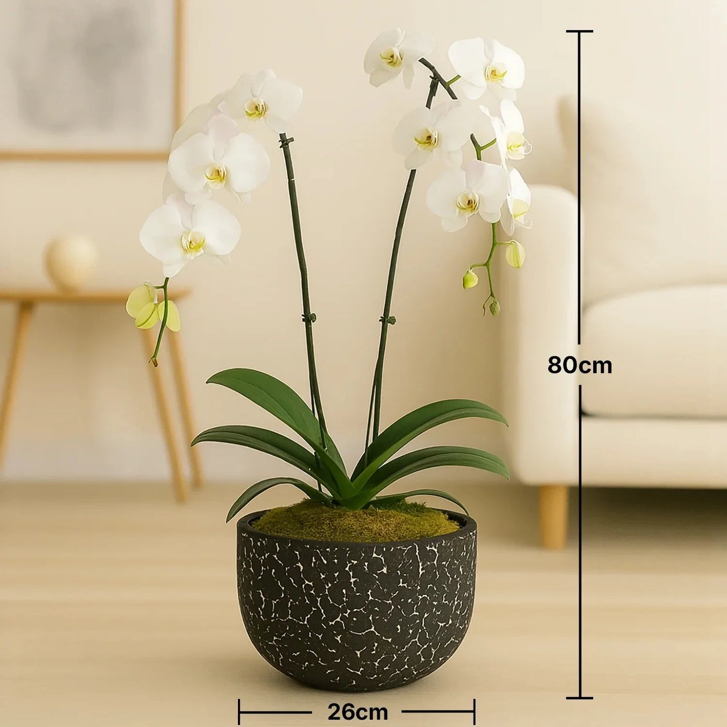 زهرة الأوركيد البيضاء الأنيقة في وعاء أسود مزخرف