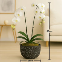 زهرة الأوركيد البيضاء الأنيقة في وعاء أسود مزخرف