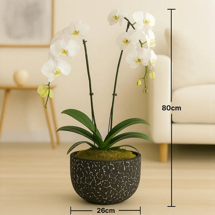 زهرة الأوركيد البيضاء الأنيقة في وعاء أسود مزخرف