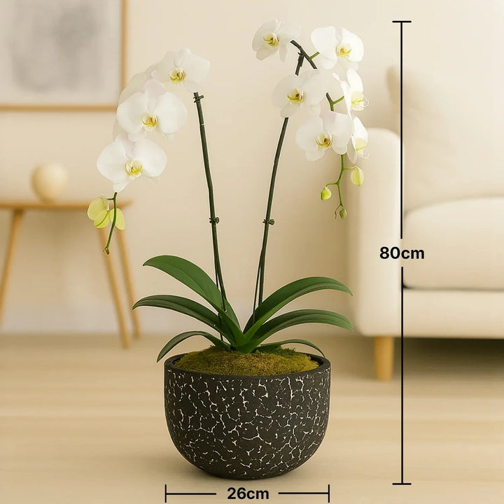 زهرة الأوركيد البيضاء الأنيقة في وعاء أسود مزخرف