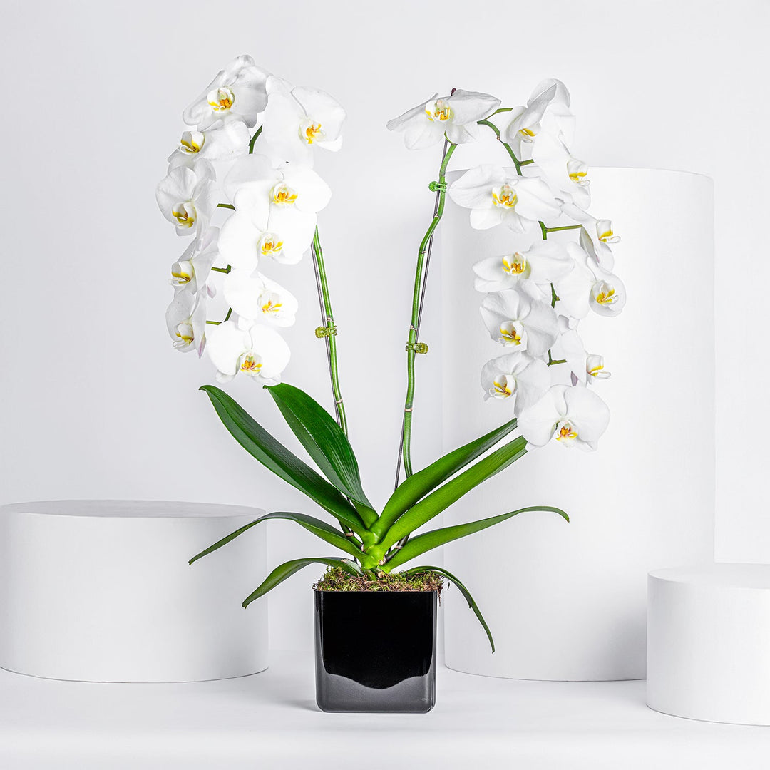 Elegant White Orchid in a Sleek Black Cube Vase