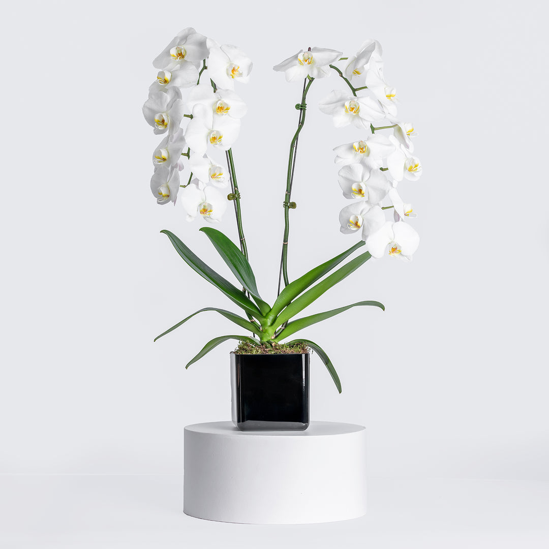 Elegant White Orchid in a Sleek Black Cube Vase