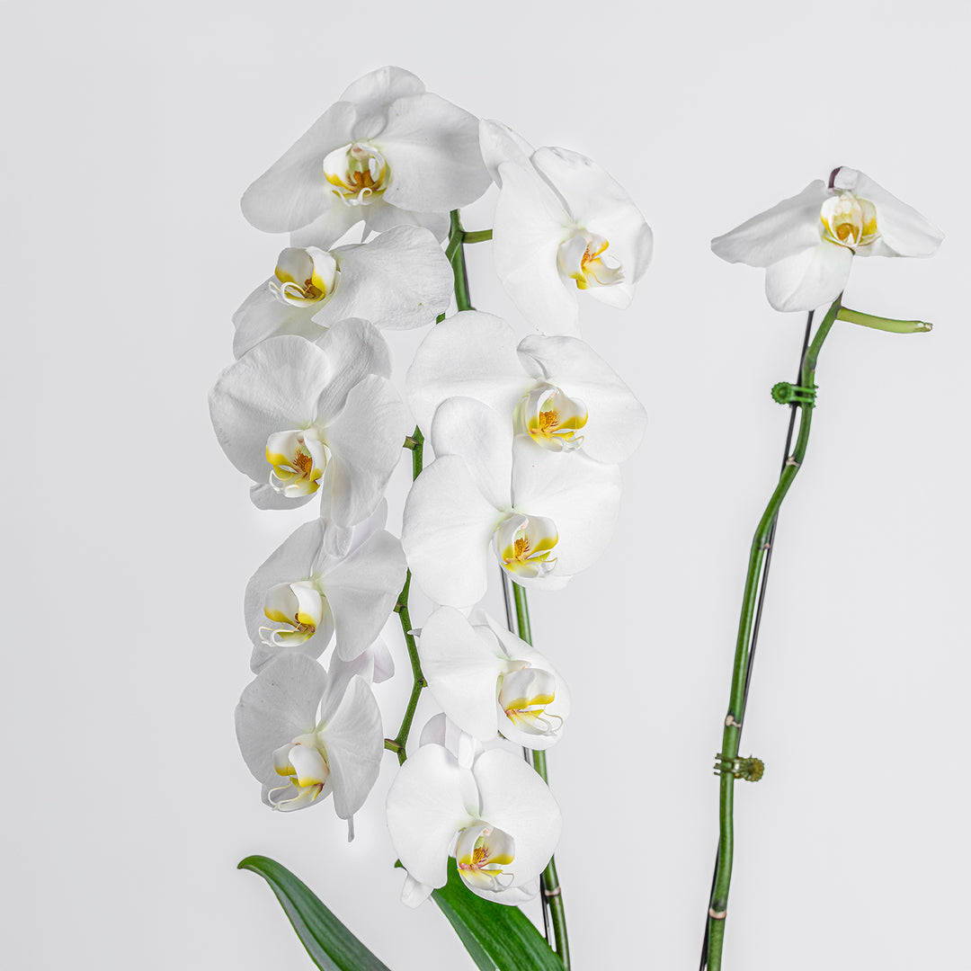 Elegant White Orchid in a Sleek Black Cube Vase