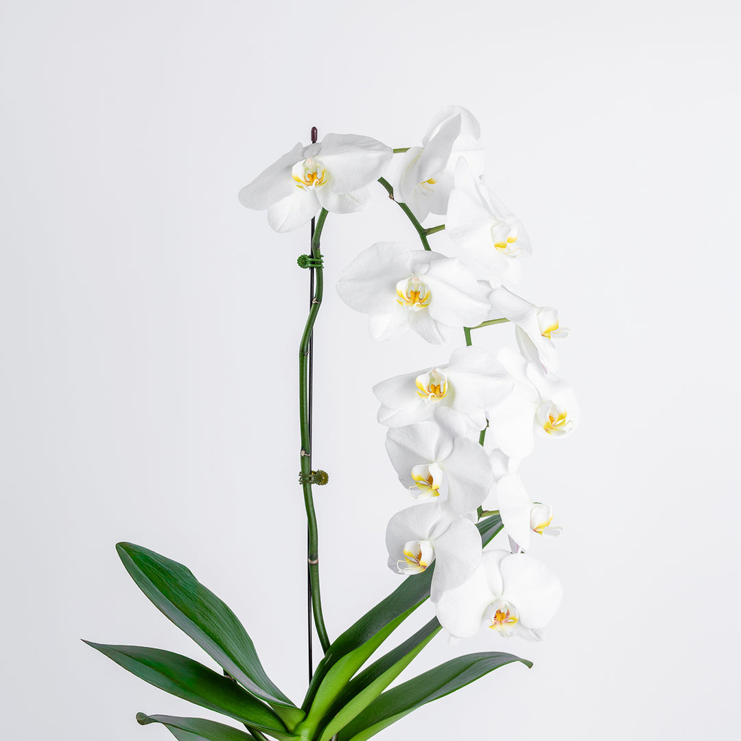 Elegant White Orchid in a Sleek Black Cube Vase