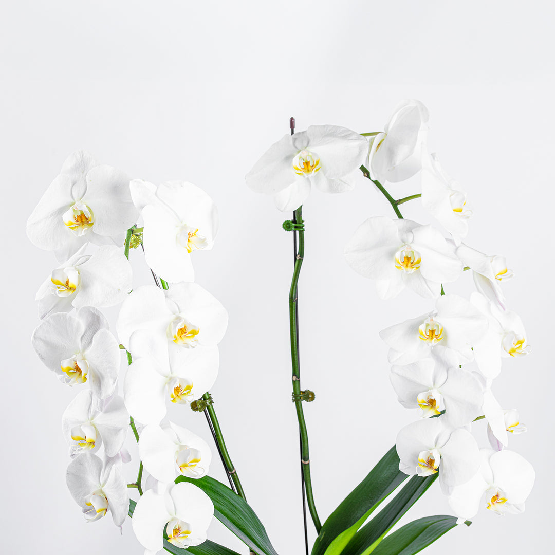 Elegant White Orchid in a Sleek Black Cube Vase
