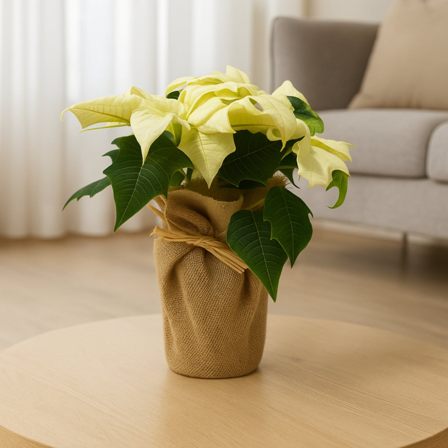 White Poinsettia Plant