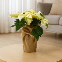 White Poinsettia Plant