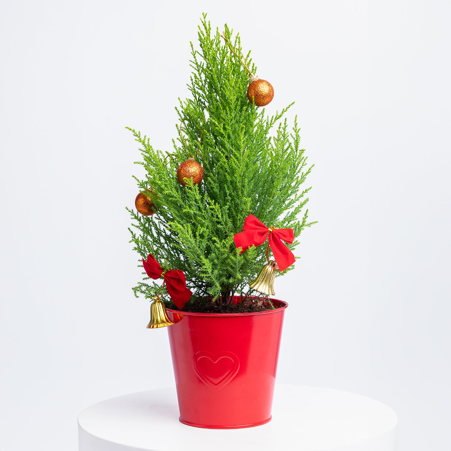 Xmas Cupressus Plant