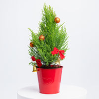 Festive Christmas Cupressus Goldcrest Wilma with Red Ikea Pot