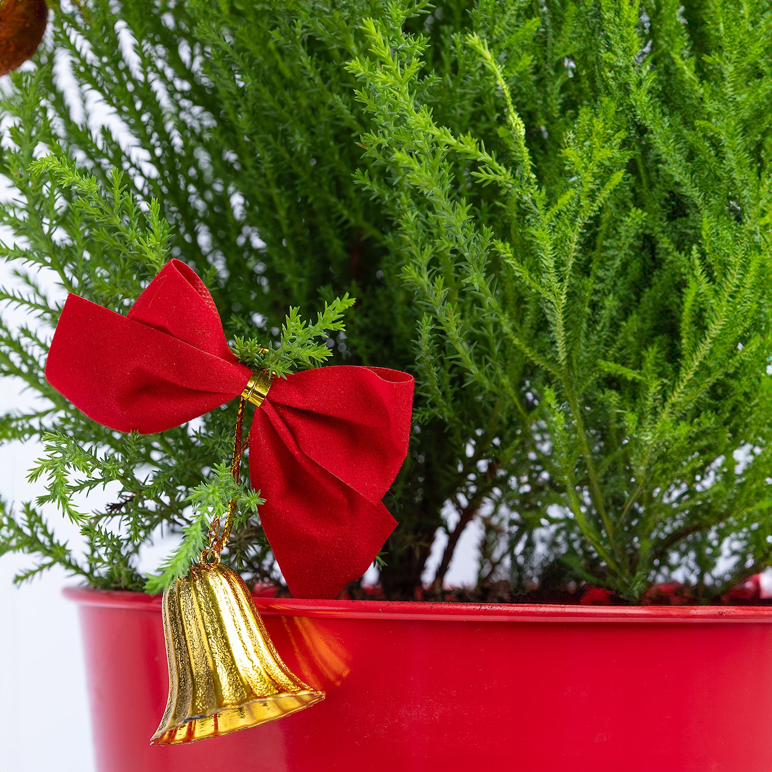 Xmas Cupressus Plant