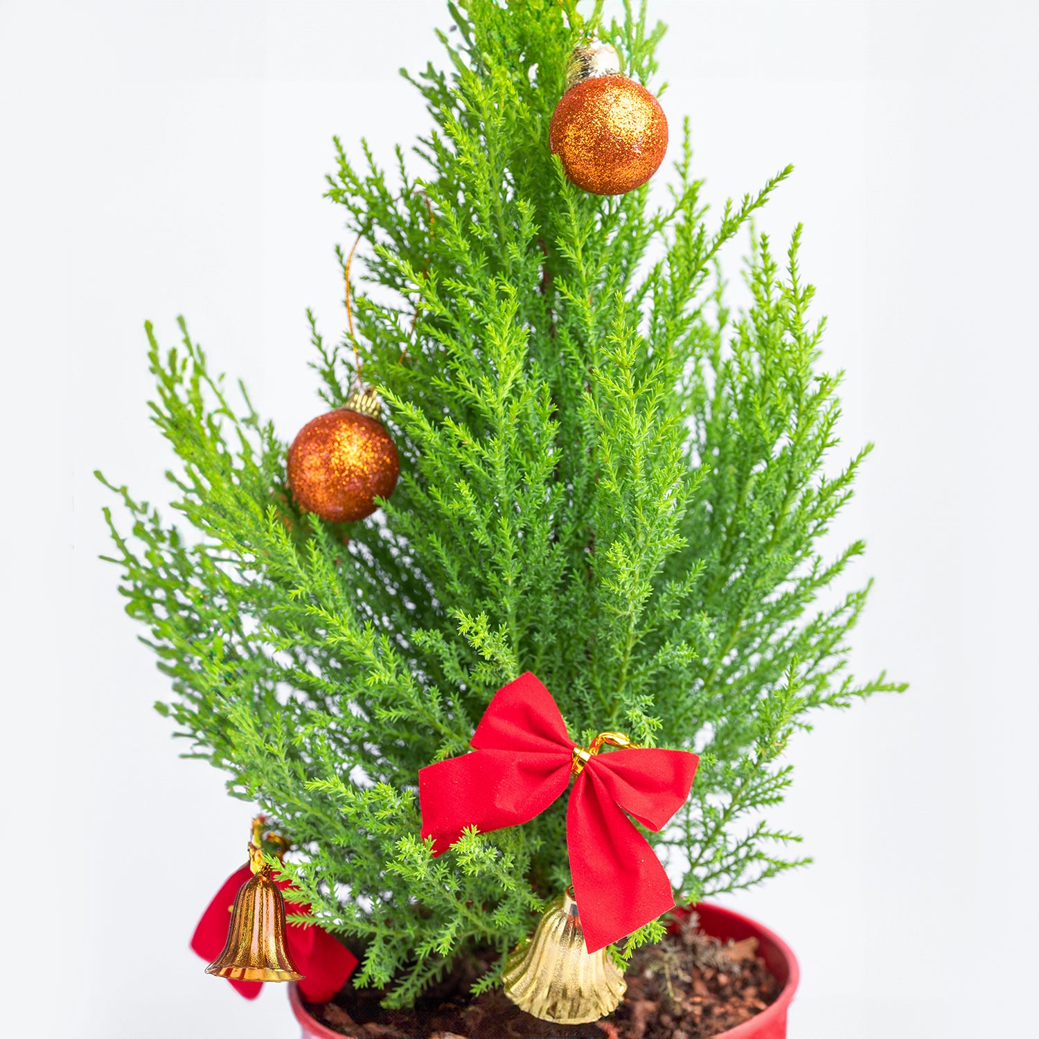 Xmas Cupressus Plant
