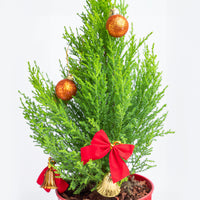Festive Christmas Cupressus Goldcrest Wilma with Red Ikea Pot