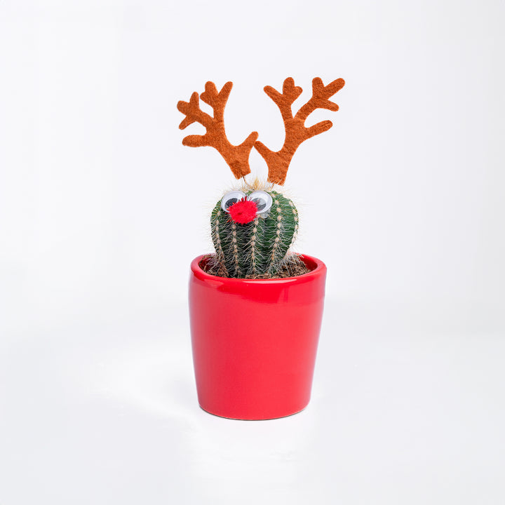 Festive Christmas-Themed Cactus Plant Set