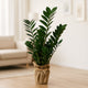 Elegant ZZ Green Plant in Eco-Friendly Jute Fabric Pot Cover