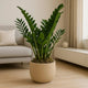 نبتة ZZ الخضراء في أصيص بيج أنيق - مثالية لأي ديكور داخلي
