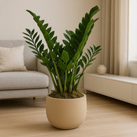 Lush ZZ Plant in Elegant Beige Planter - Perfect for Any Interior