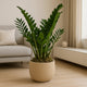 Lush ZZ Plant in Elegant Beige Planter - Perfect for Any Interior