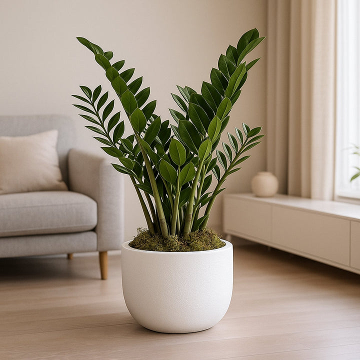 Elegant ZZ Plant in Stylish White Cement Pot - Perfect for Home and Office Decor