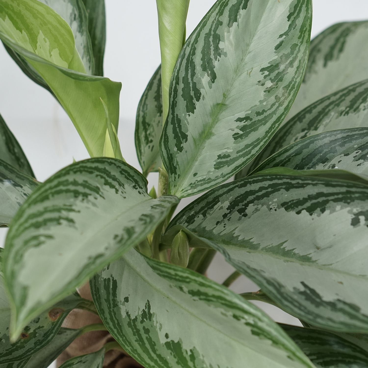 Aglaonema Silver Bay Plant Jute Pot