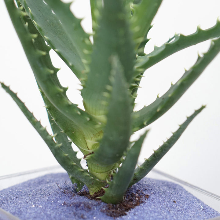 Aloe Arborescens and Cactus Plant Duo in Vibrant Sand-Filled Glass Jars
