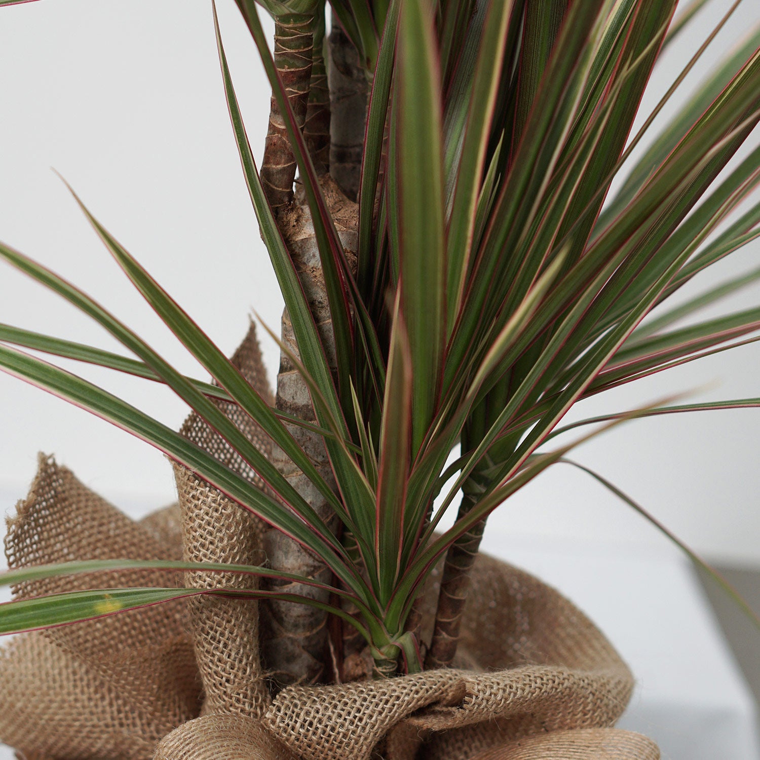 Bicolour Dracaena Marginata Plant Jute Pot