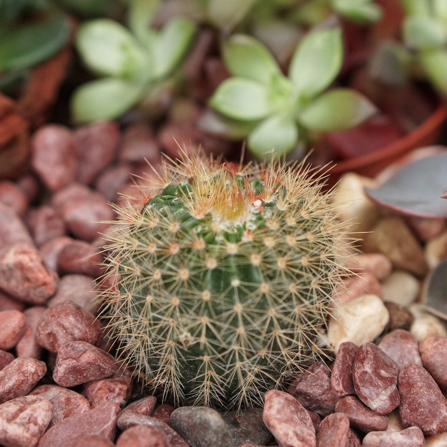 Cactus & Echevieria Plant Big Ceramic Tray