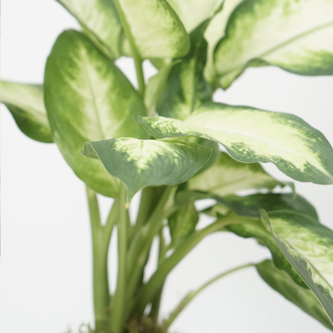 Dieffenbachia Camillia Plant in Stylish Grey Ceramic Pot