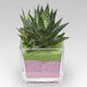 Elegant Gasteria Flow Plant in a Decorative Square Glass Jar