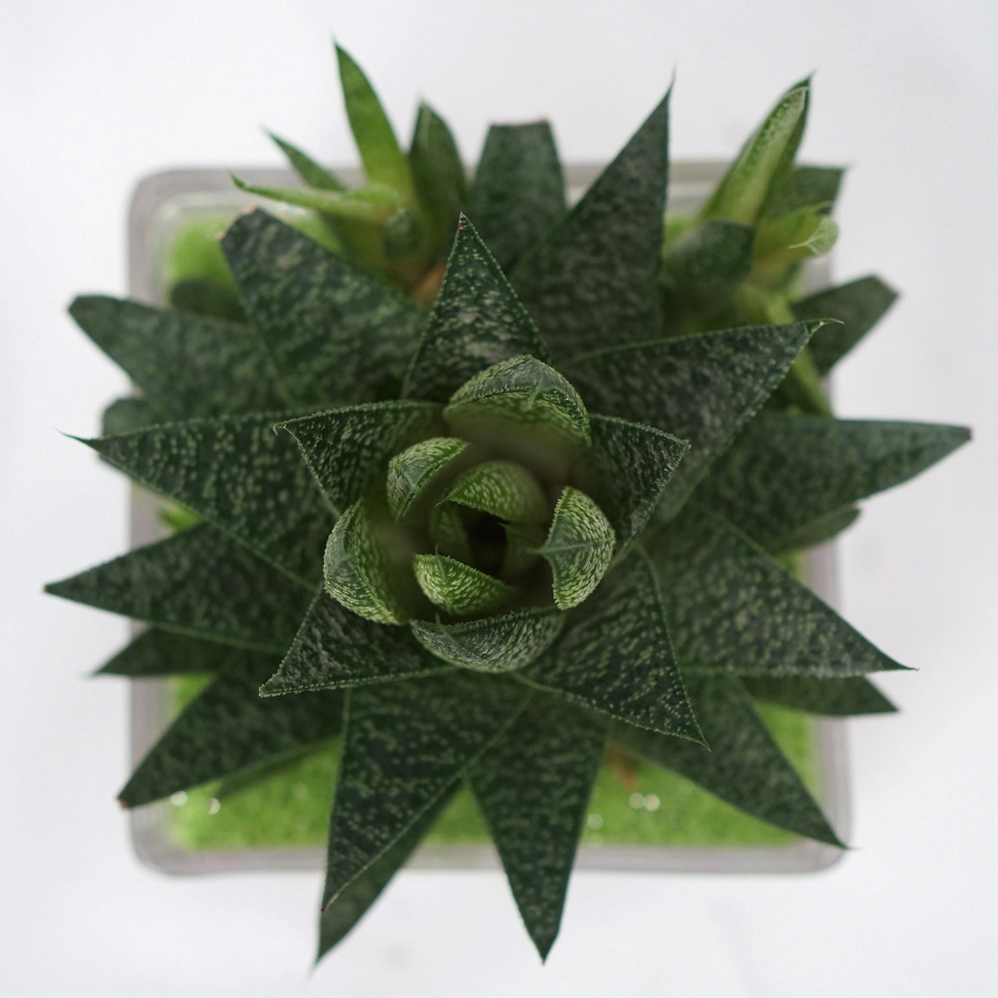 Elegant Gasteria Flow Plant in a Decorative Square Glass Jar