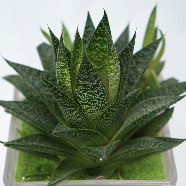 Elegant Gasteria Flow Plant in a Decorative Square Glass Jar