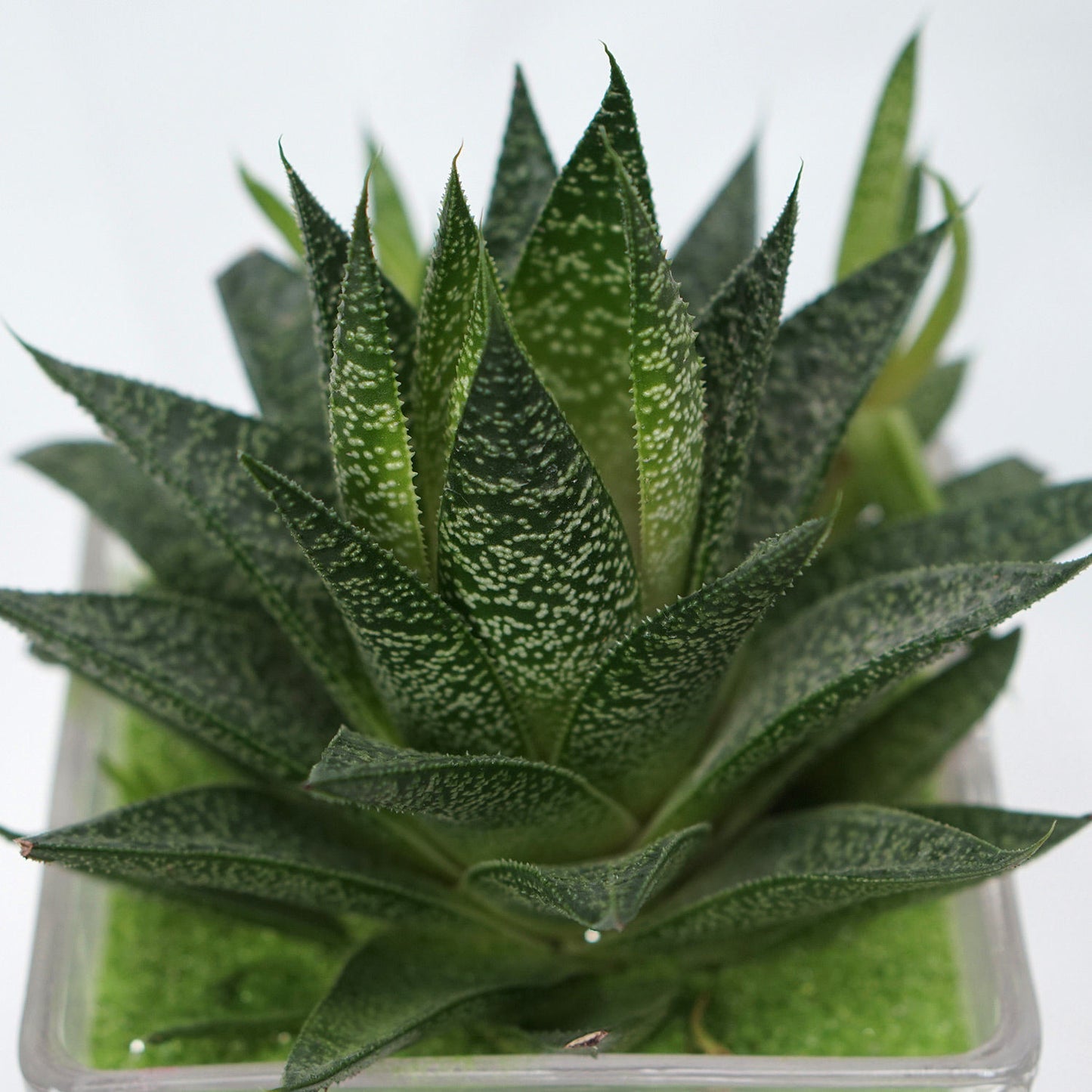 Elegant Gasteria Flow Plant in a Decorative Square Glass Jar