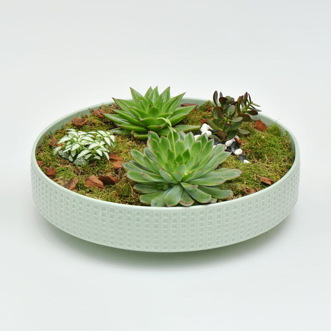 Exquisite Ramadan Assorted Plant Gift Set