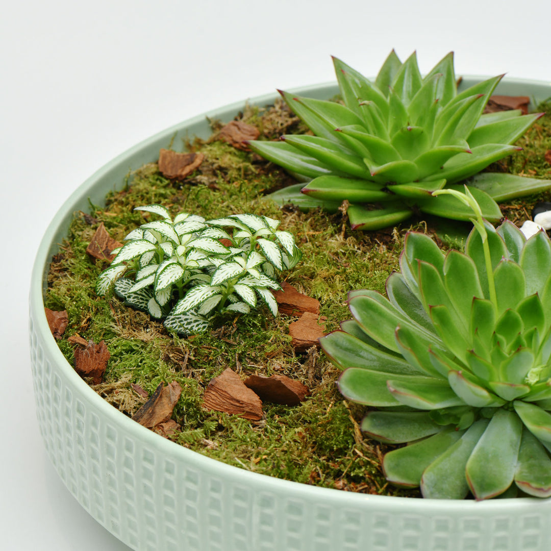 Exquisite Ramadan Assorted Plant Gift Set