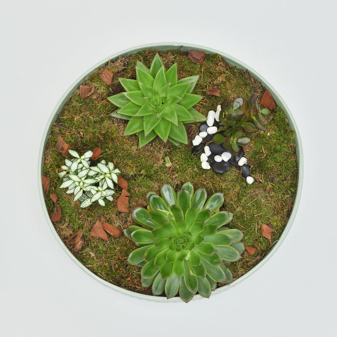 Exquisite Ramadan Assorted Plant Gift Set