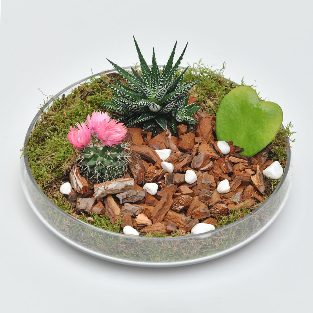 مجموعة هدايا نباتات عصارية فاخرة مع صينية زجاجية