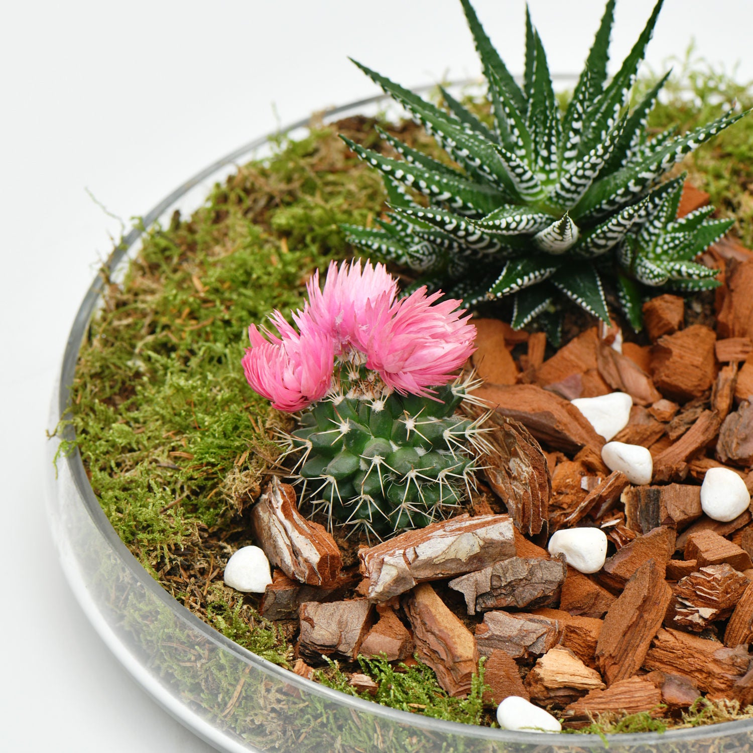 Plant Gift Set