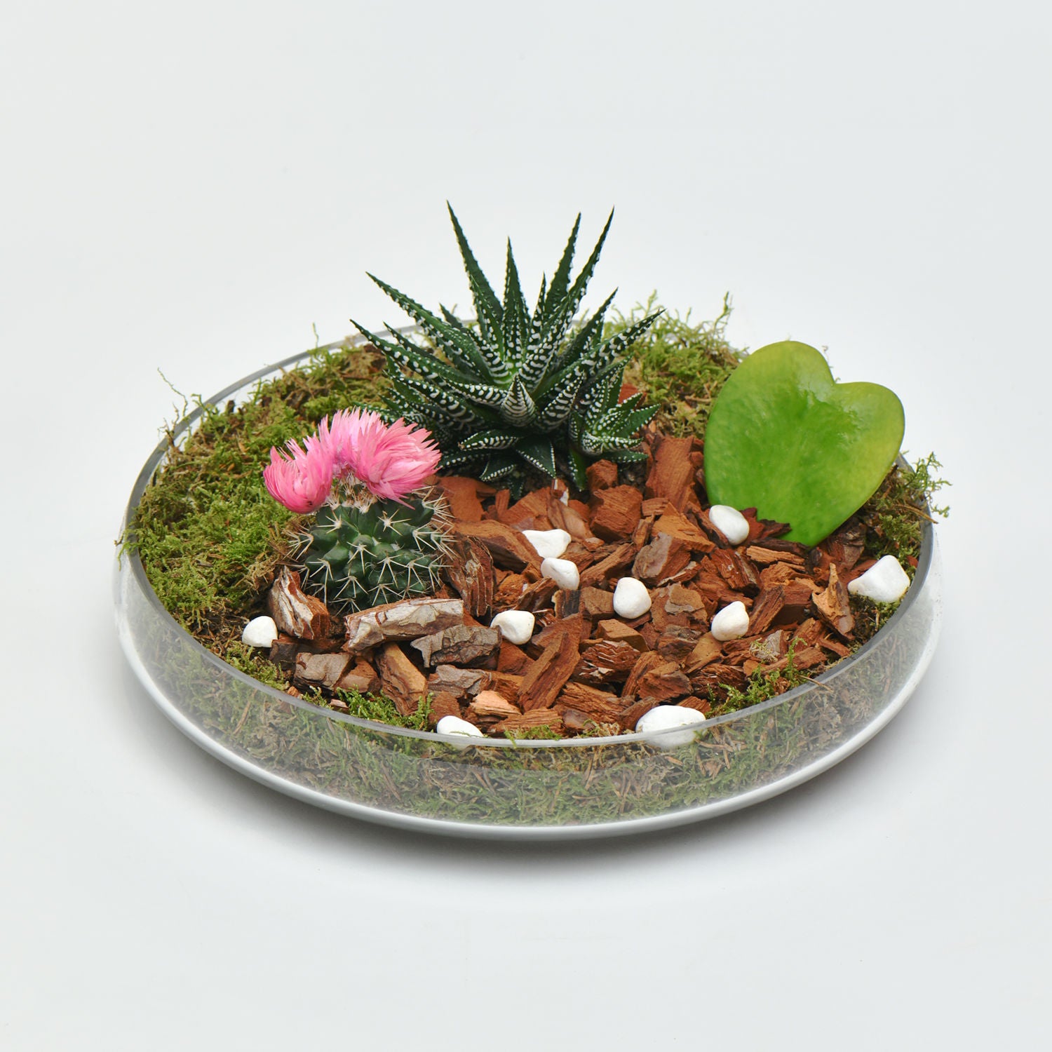 Plant Gift Set