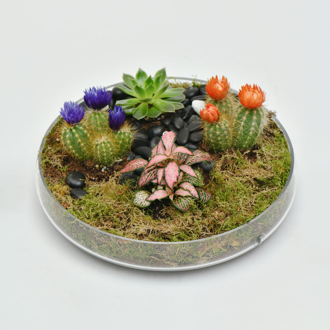 Elegant Ramadan Succulent and Cactus Gift Tray