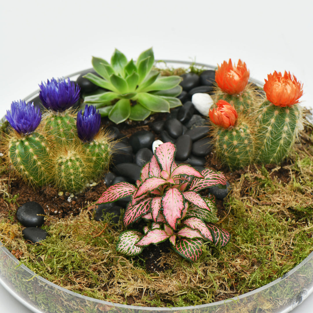 Elegant Ramadan Succulent and Cactus Gift Tray