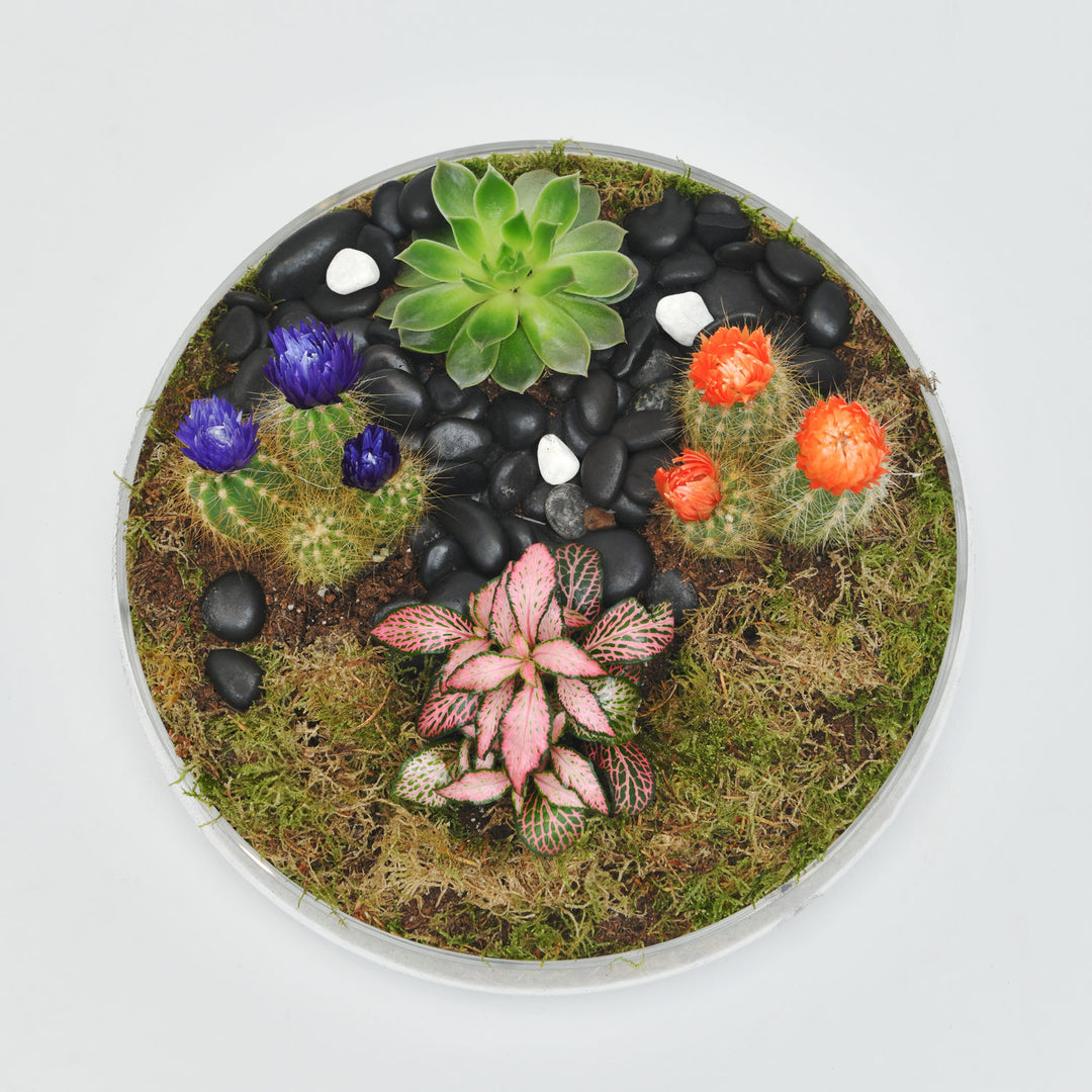 Elegant Ramadan Succulent and Cactus Gift Tray